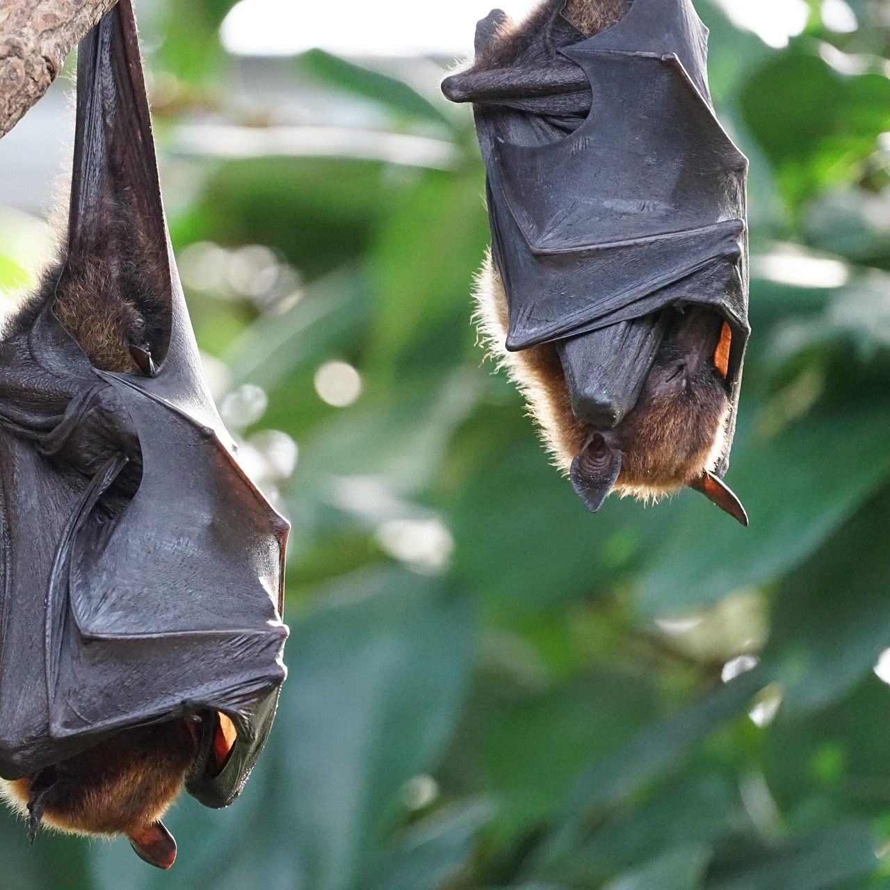 The Beautiful World of Bats — July 17 - logo